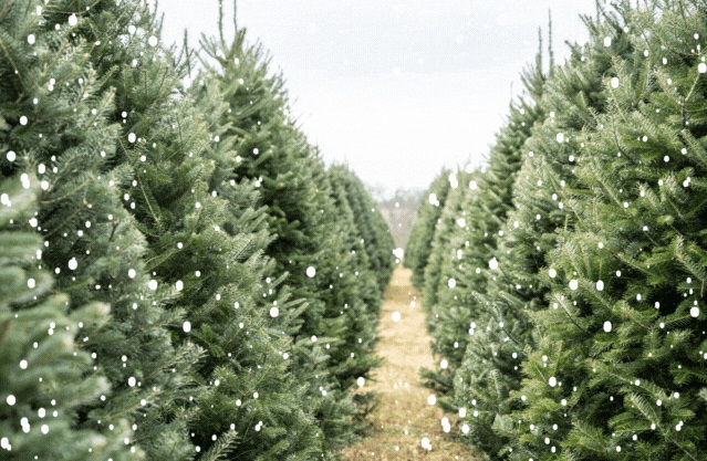 abeti, alberi di natale, albero vero