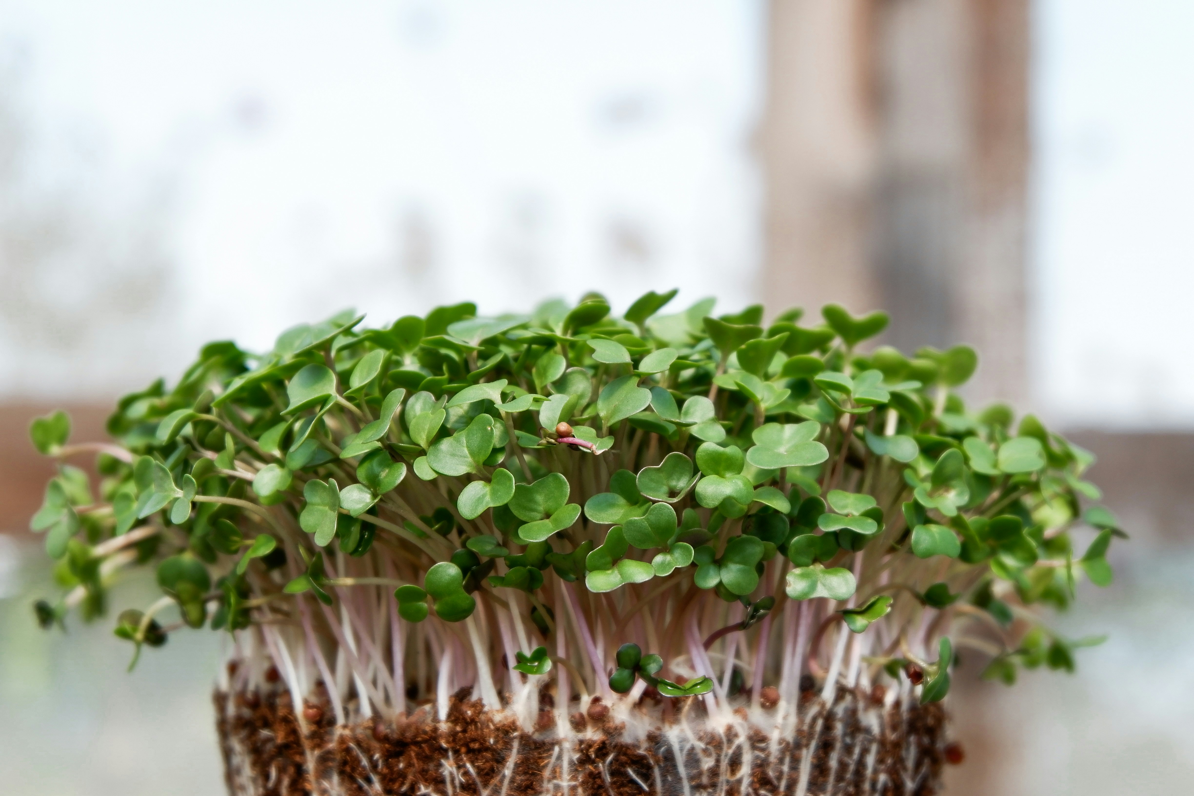 Semi per Microgreens da coltivare in casa tutto l'anno