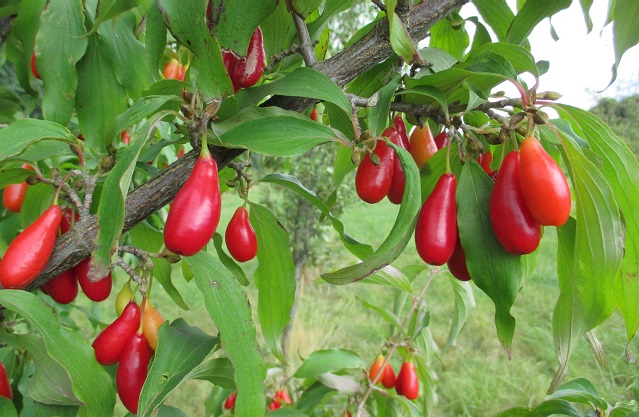 rose, rosai, rampicanti, rifiorenti, profumate, piante da frutto, piante ornamentali