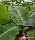 Musa acuminata Banano - consegna SOLO su Milano