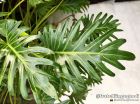 Philodendron 'Xanadù' - consegna SOLO su Milano