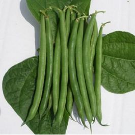 valentino green beans