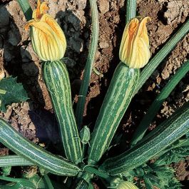 Courgette Striato d'Italia - Allongée