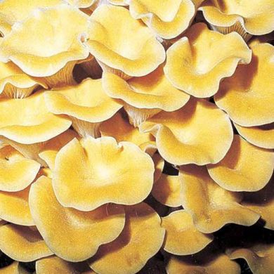 MUSHROOM PLEUROTUS CORNUCOPIAE (golden mushroom)