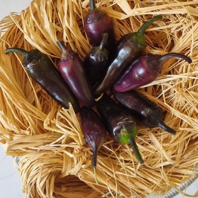 peperoncino nero ingegnoli