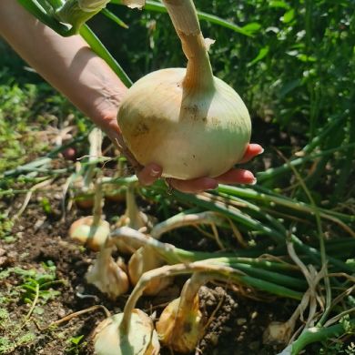 CIPOLLA -GIARRATANA (bianco-dorata)