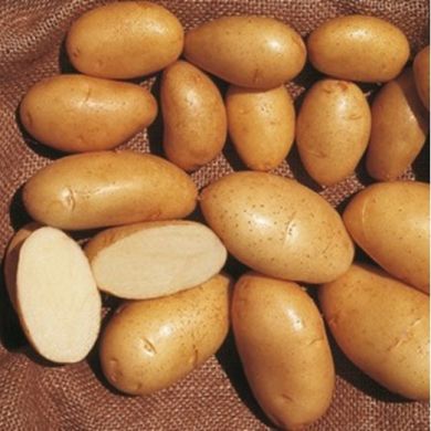 patate da semina - Ingegnoli