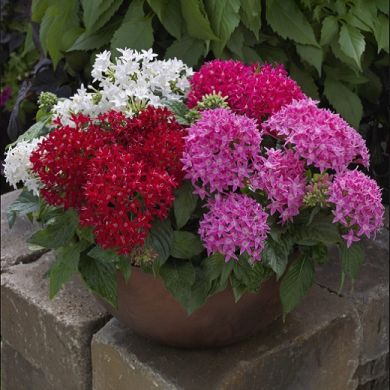 vaso con fiori di pentas rossi, bianchi e rosa su un muretto