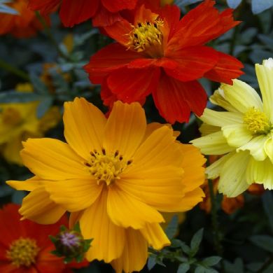 fiori di cosmea rossi, arancioni e gialli su sfondo verde