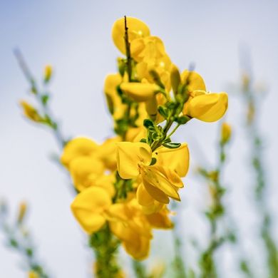 GINESTRA DI SPAGNA ( Spartium junceum )