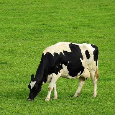 MISCUGLIO  PER PRATI STABILI IN  COLLINA E MONTAGNA