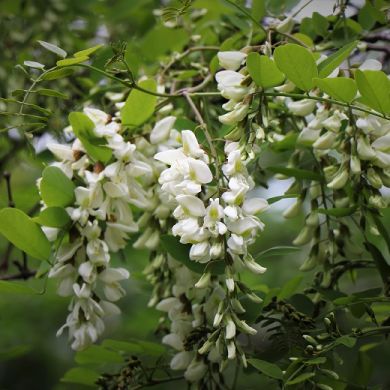 ROBINIA COMUNE (Robinia pseudoacacia)