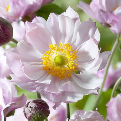 ANEMONE GIAPPONESE-QUEEN CHARLOTTE-