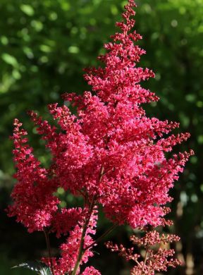 ASTILBE - MONTGOMERY-