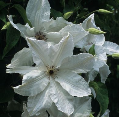 CLEMATIDE (Clematis)-BEAUTIFUL BRIDE-