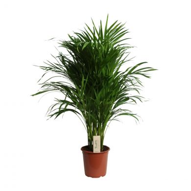 Pianta di areca 