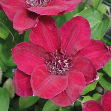 CLEMATIDE (Clematis)-ZOSIA PBR