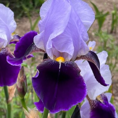 IRIS GERMANICA - PURPLE/LILA-