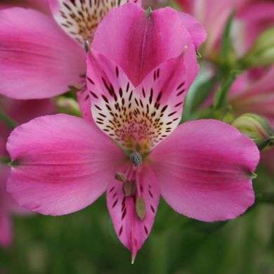 fratelli ingegnoli rizoma di alstroemeria
