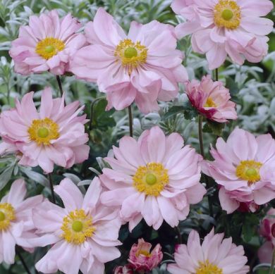 ANEMONE GIAPPONESE-QUEEN CHARLOTTE-