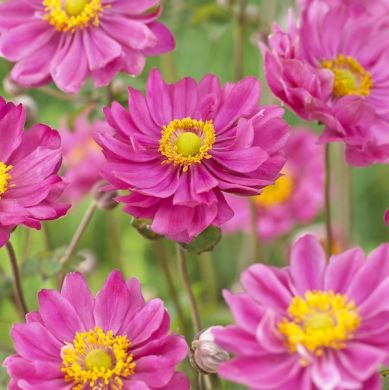 ANEMONE GIAPPONESE-MARGARETE-