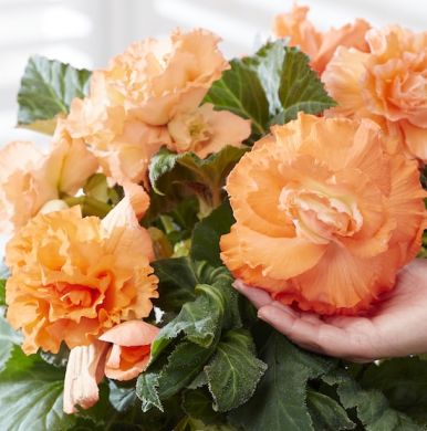 BEGONIA A GRANDI FIORI DOPPI - AMERIHYBRID® RUFFLED APRICOT