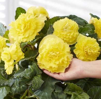 BEGONIA A GRANDI FIORI DOPPI - AMERIHYBRID® RUFFLED YELLOW