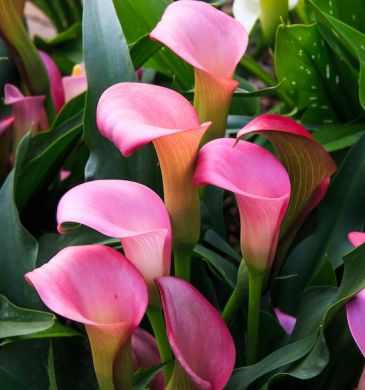 CALLA PINK