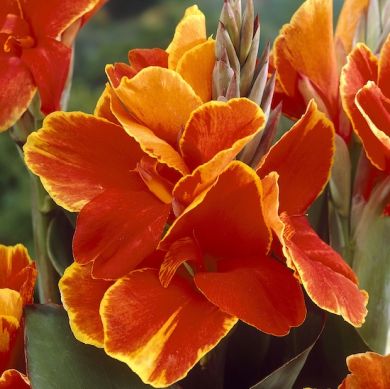 CANNA FIORIFERA A FOGLIE VERDI - ROSEMOND COLES-