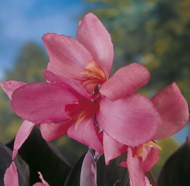 CANNA FIORIFERA A FOGLIE PORPORA- SHINING PINK-