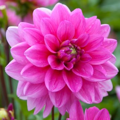 DAHLIA NANA DOPPIA - BLUESETTE-