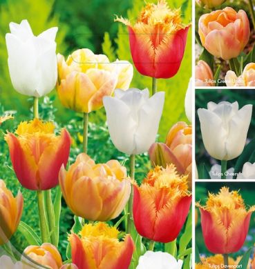 18 FLOWERBULBS PASTEL TULIPS COLLECTION