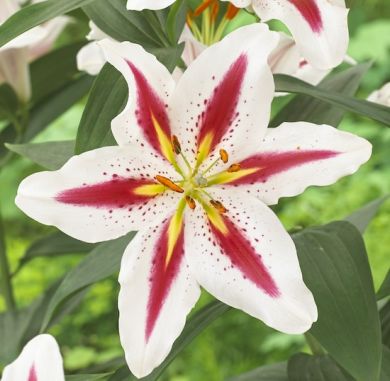 GIGLIO (LILIUM) BIG SMILE