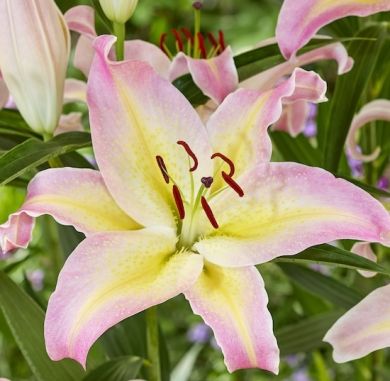 GIGLIO (Lilium) HOCUS POCUS