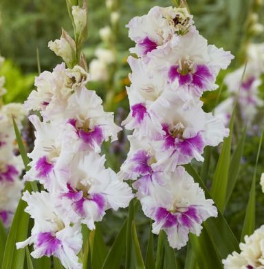 GLADIOLI VIOLET HEART