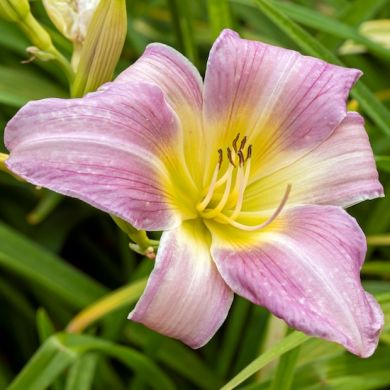 HEMEROCALLIS (Emerocallide) CATHERINE WOODBURY