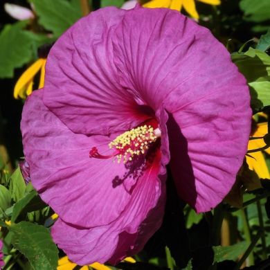 HIBISCUS MOSCHEOTUS-PLUM CRAZY-