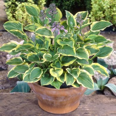 HOSTA -GOLDEN TIARA