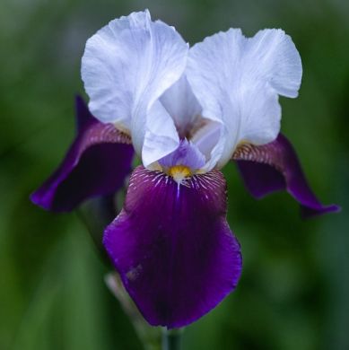 IRIS GERMANICA - ARPEGE-