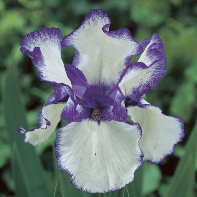 IRIS GERMANICA-BLUE AND WHITE-