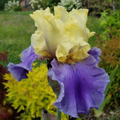 IRIS GERMANICA - EDITH WOLFORD-