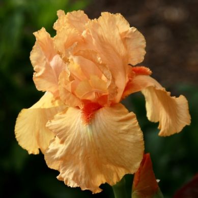 IRIS GERMANICA-ORANGE-