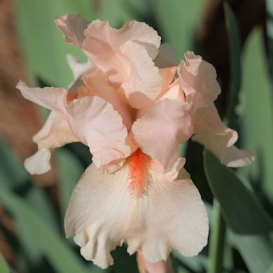 IRIS GERMANICA -PARADISE-