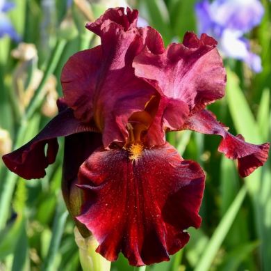 IRIS GERMANICA - SUALTAN'S PALACE -