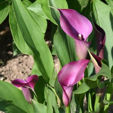 CALLA VIOLET