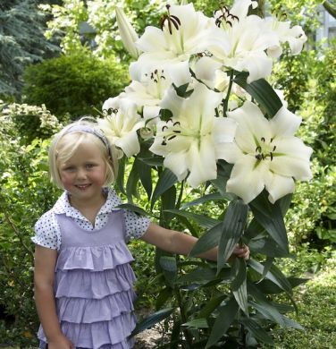 GIGLIO (LILIUM) TREELILIES-PRETTY WOMAN