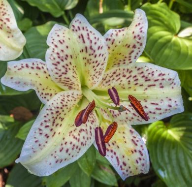 GIGLIO (LILIUM) TIGERMOON