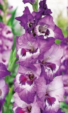 GLADIOLI -VISTA-