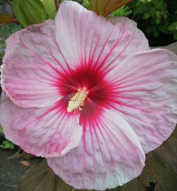 HIBISCUS-KOPPER KING-