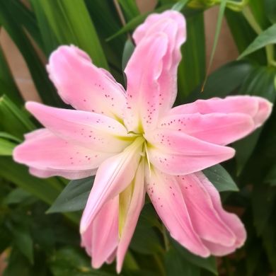 GIGLIO (LILIUM) LOTUS WONDER a fiore DOPPIO